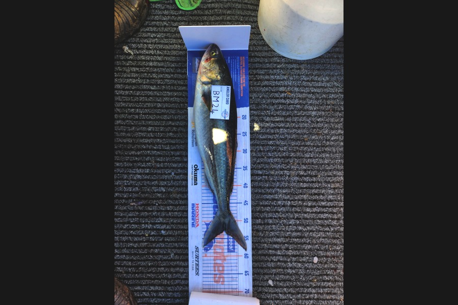 Josh Lawson caught this 52.5cm Kahawai at Coromandel during The Hirepool Baitmates Fishing Comp