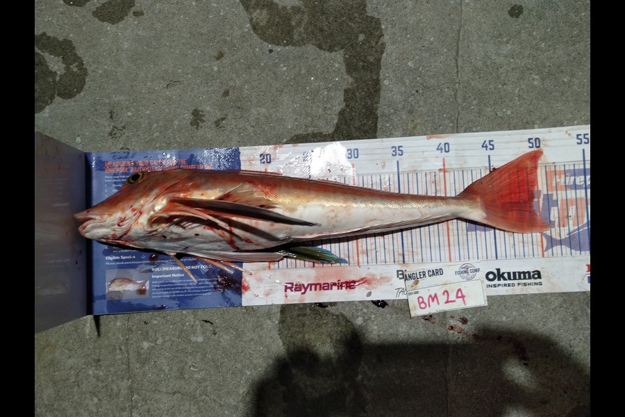 Steve  Brown  caught this 49.5cm Gurnard at Wellington during The Hirepool Baitmates Fishing Comp