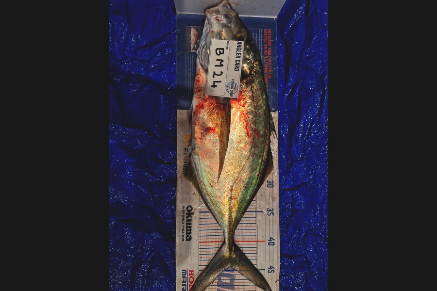 Trevor Hopson caught this 43.0cm Trevally at Coromandel during The Hirepool Baitmates Fishing Comp