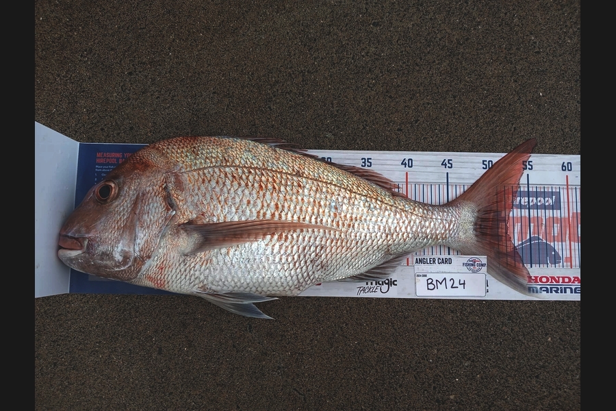 Myles Reddish caught this 52.0cm Snapper at Coromandel during The Hirepool Baitmates Fishing Comp
