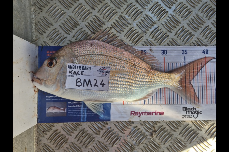 Kace Pemberton caught this 36.0cm Snapper at Coromandel during The Hirepool Baitmates Fishing Comp