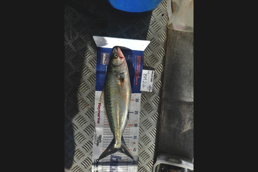 Andrew Stanford caught this 40.5cm Kahawai at Northland during The Hirepool Baitmates Fishing Comp