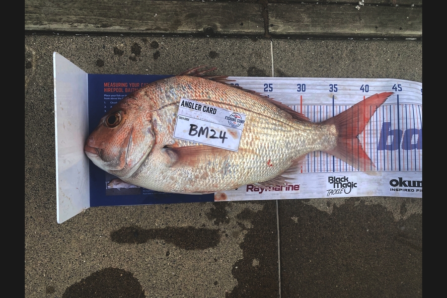 Max Nicholson caught this 38.5cm Snapper at Hawkes Bay during The Hirepool Baitmates Fishing Comp