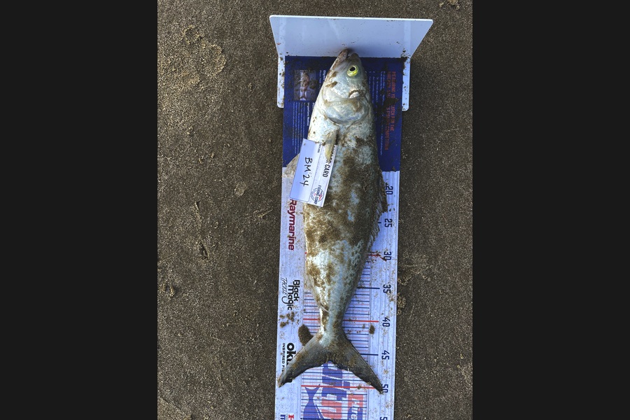 Angel Emtage caught this 46.0cm Kahawai at Northland during The Hirepool Baitmates Fishing Comp