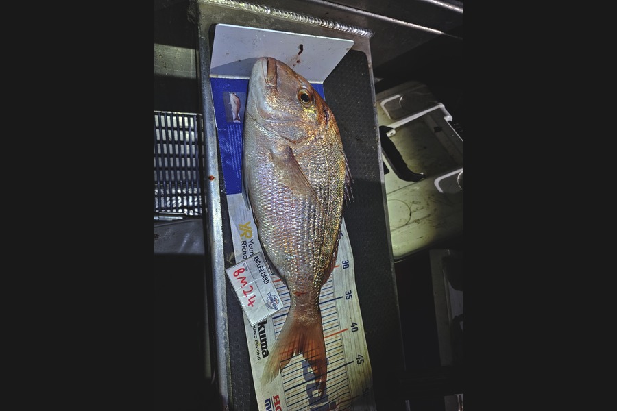 Ben Cullen caught this 40.5cm Snapper at Northland during The Hirepool Baitmates Fishing Comp