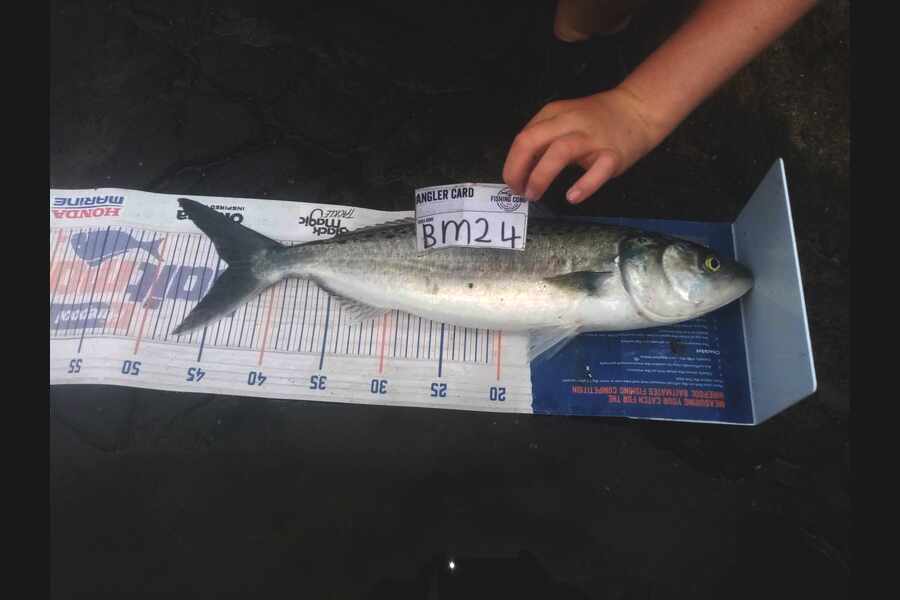 Bodhi Bishop Saunders caught this 44.0cm Kahawai at Coromandel during The Hirepool Baitmates Fishing Comp