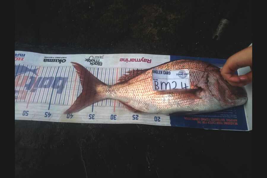 Bodhi Bishop Saunders caught this 38.0cm Snapper at Coromandel during The Hirepool Baitmates Fishing Comp