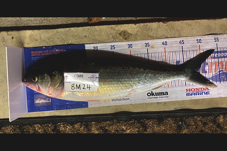 Gary Allan caught this 48.5cm Kahawai at Wairarapa
 during The Hirepool Baitmates Fishing Comp