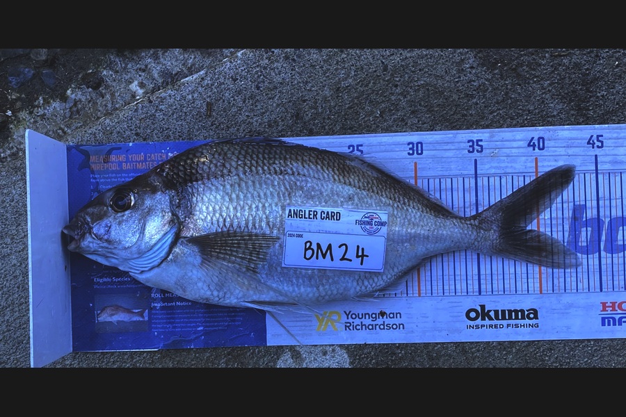Gary Allan caught this 39.0cm Tarakihi at Wairarapa
 during The Hirepool Baitmates Fishing Comp