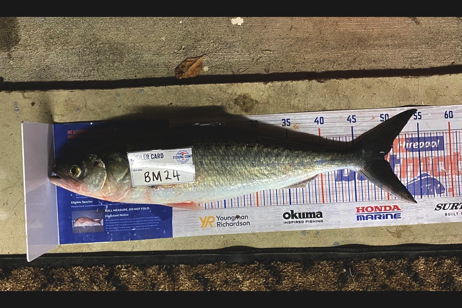 Braxton Allan caught this 49.5cm Kahawai at Wairarapa
 during The Hirepool Baitmates Fishing Comp