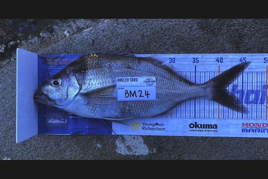 Braxton Allan caught this 41.5cm Tarakihi at Wairarapa
 during The Hirepool Baitmates Fishing Comp