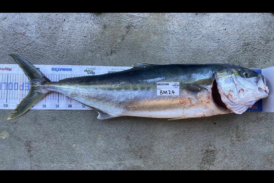 Mason Allan caught this 95.0cm Kingfish at Wairarapa
 during The Hirepool Baitmates Fishing Comp