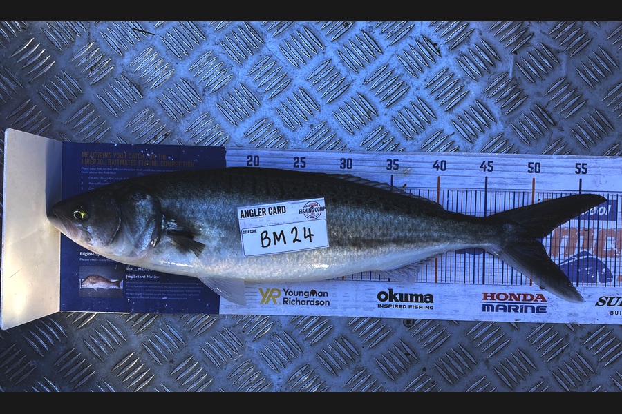Mason Allan caught this 50.0cm Kahawai at Wairarapa
 during The Hirepool Baitmates Fishing Comp