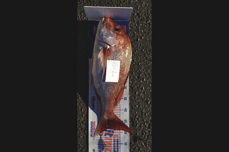 Peter Besley caught this 48.0cm Snapper at Bay of Plenty during The Hirepool Baitmates Fishing Comp
