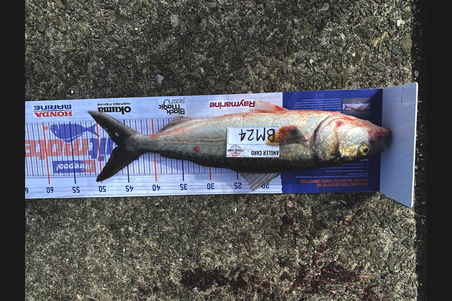 Daryl Wilson caught this 46.0cm Kahawai at East Cape during The Hirepool Baitmates Fishing Comp