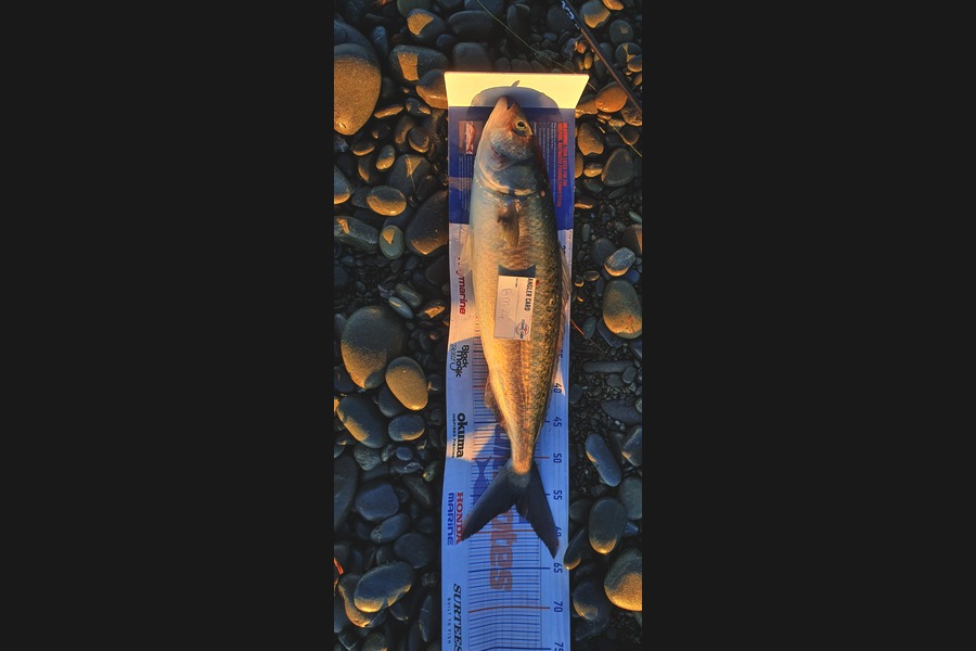 Jesse Birrell caught this 56.0cm Kahawai at Canterbury during The Hirepool Baitmates Fishing Comp