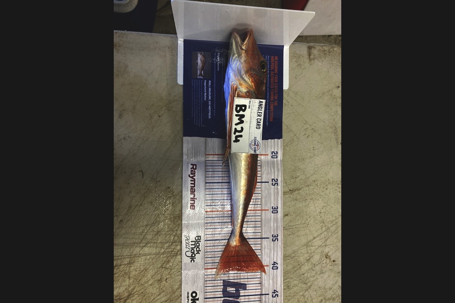 George Geary caught this 40.5cm Gurnard at Hawkes Bay during The Hirepool Baitmates Fishing Comp