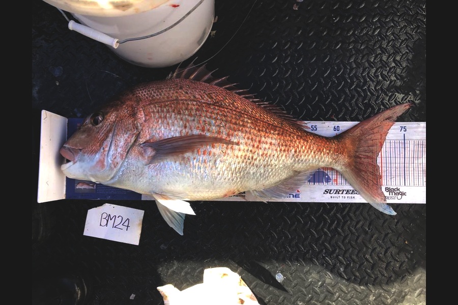 Dylan Harding caught this 69.0cm Snapper at Wellington during The Hirepool Baitmates Fishing Comp