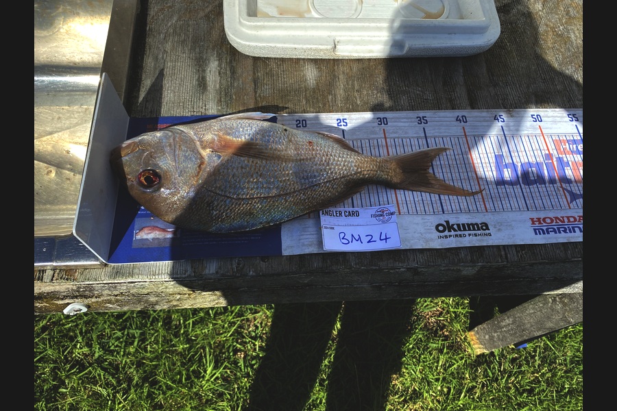 Ted Birkhead caught this 34.0cm Snapper at Auckland during The Hirepool Baitmates Fishing Comp
