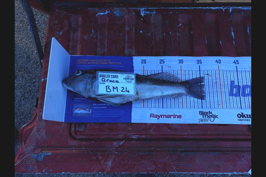 Grace Parker caught this 35.5cm Blue Cod at Canterbury during The Hirepool Baitmates Fishing Comp