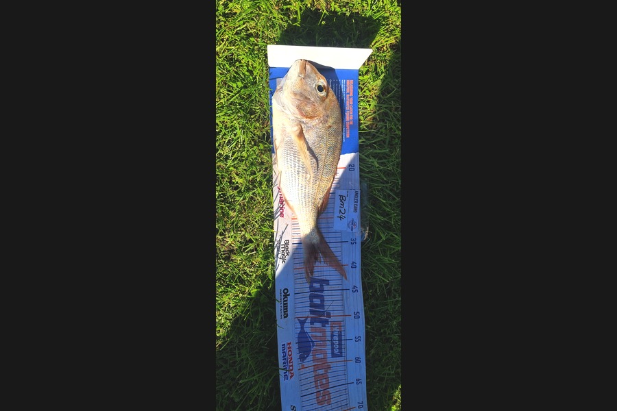 Tain Rookes caught this 38.5cm Snapper at Waikato during The Hirepool Baitmates Fishing Comp