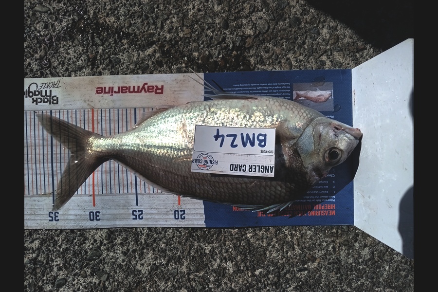 Cooper Rosson caught this 32.5cm Tarakihi at Wellington during The Hirepool Baitmates Fishing Comp