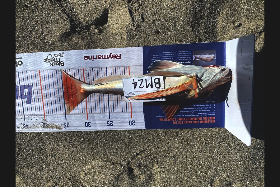 Daryl Wilson caught this 34.5cm Gurnard at East Cape during The Hirepool Baitmates Fishing Comp