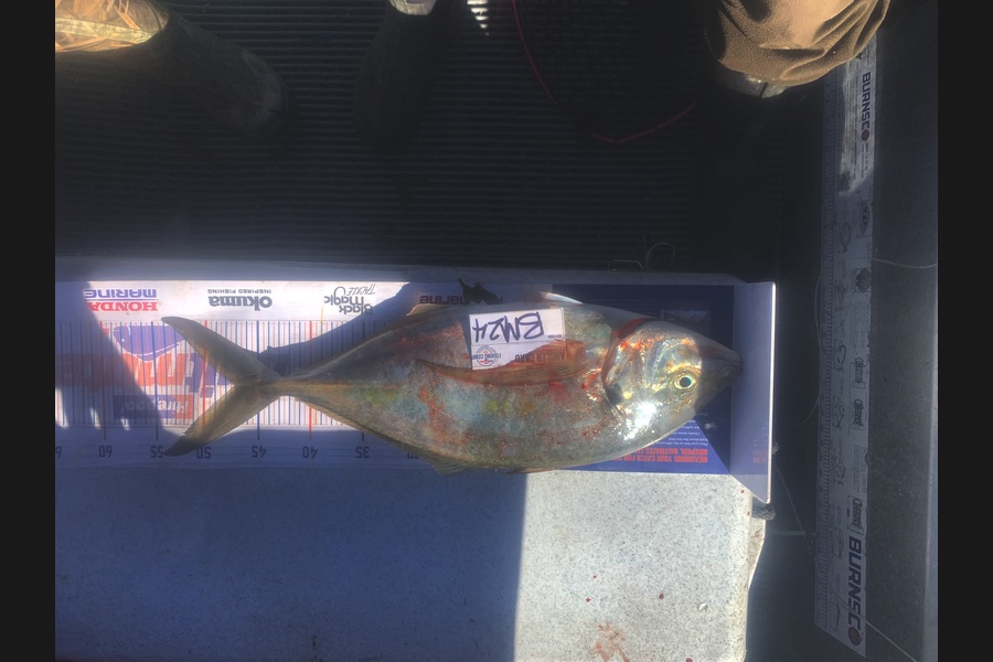 Josh Bolton caught this 47.0cm Trevally at Wellington during The Hirepool Baitmates Fishing Comp