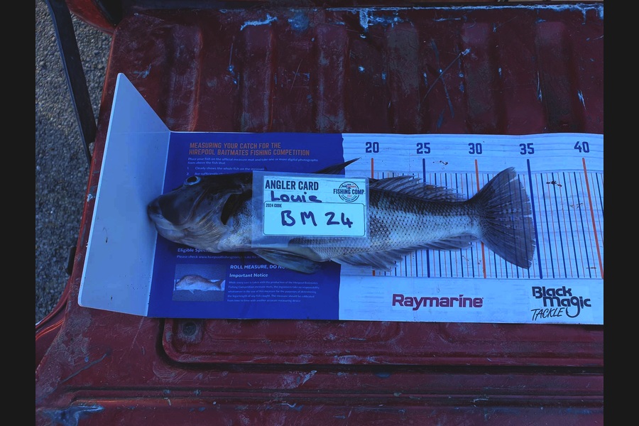 Louie Parker caught this 34.0cm Blue Cod at Canterbury during The Hirepool Baitmates Fishing Comp