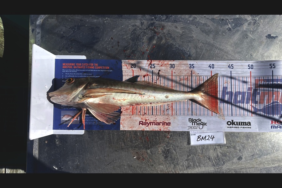 Lachlan Burroughs-Nickson caught this 41.5cm Gurnard at Nelson/Marlborough during The Hirepool Baitmates Fishing Comp