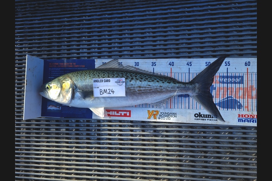 Jayden Emtage caught this 50.0cm Kahawai at Northland during The Hirepool Baitmates Fishing Comp