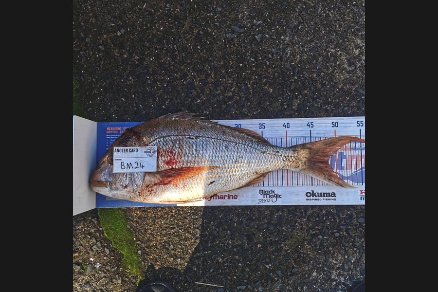 Kerry Williamson caught this 48.0cm Snapper at Bay of Plenty during The Hirepool Baitmates Fishing Comp