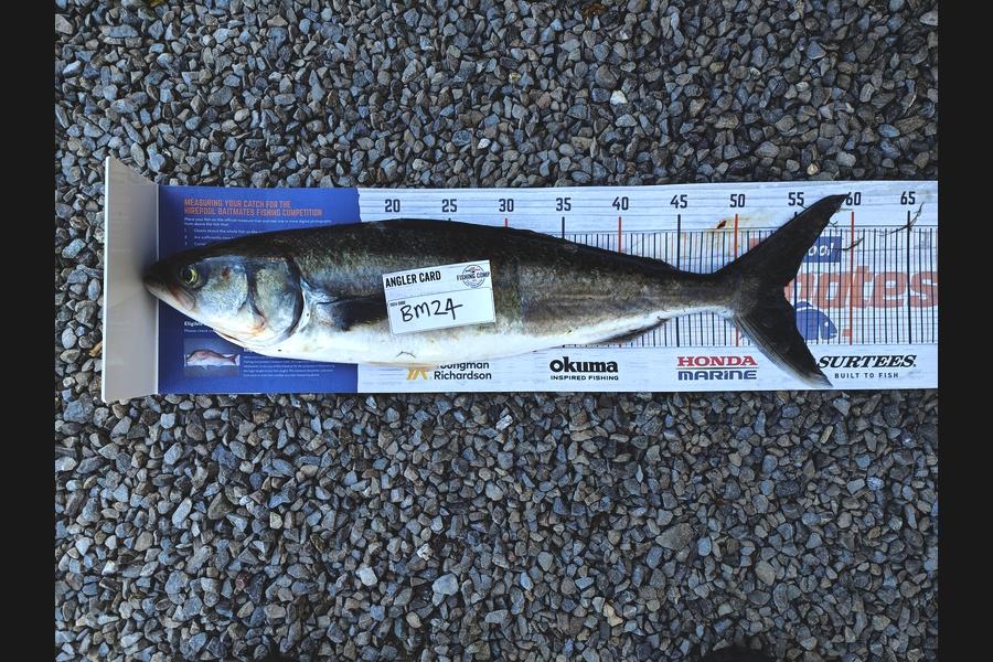 Aurora Roberts caught this 54.0cm Kahawai at Nelson/Marlborough during The Hirepool Baitmates Fishing Comp
