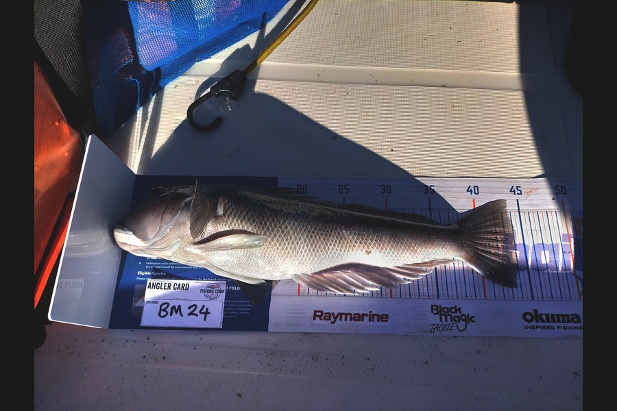 Ryan Edwards caught this 44.0cm Blue Cod at Otago during The Hirepool Baitmates Fishing Comp