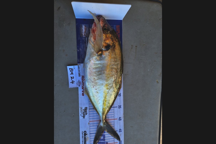 Steven Snow caught this 44.0cm Trevally at Bay of Plenty during The Hirepool Baitmates Fishing Comp