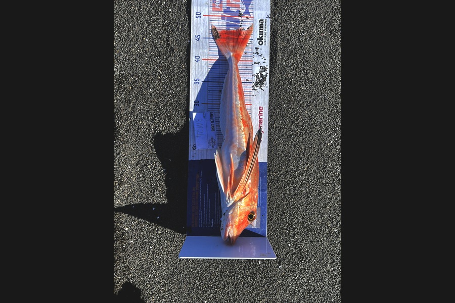 Beau Danks caught this 47.0cm Gurnard at Hawkes Bay during The Hirepool Baitmates Fishing Comp