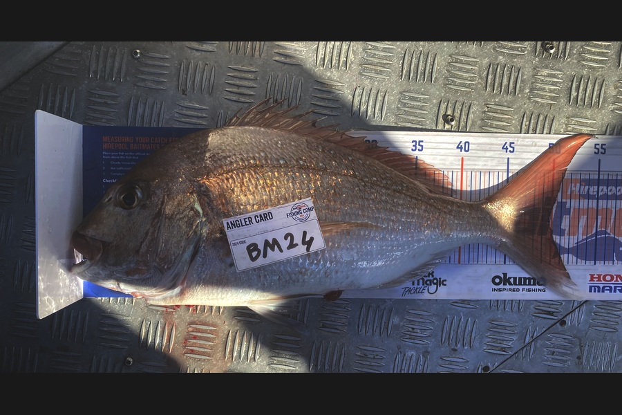 Julien Fevrier caught this 49.5cm Snapper at Bay of Plenty during The Hirepool Baitmates Fishing Comp
