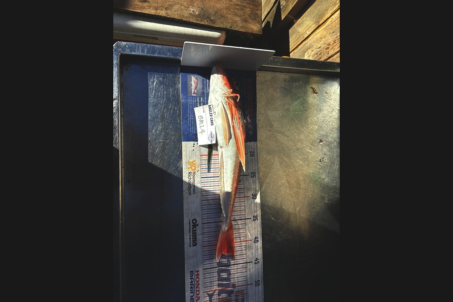 Kieran Daly caught this 42.0cm Gurnard at Wellington during The Hirepool Baitmates Fishing Comp