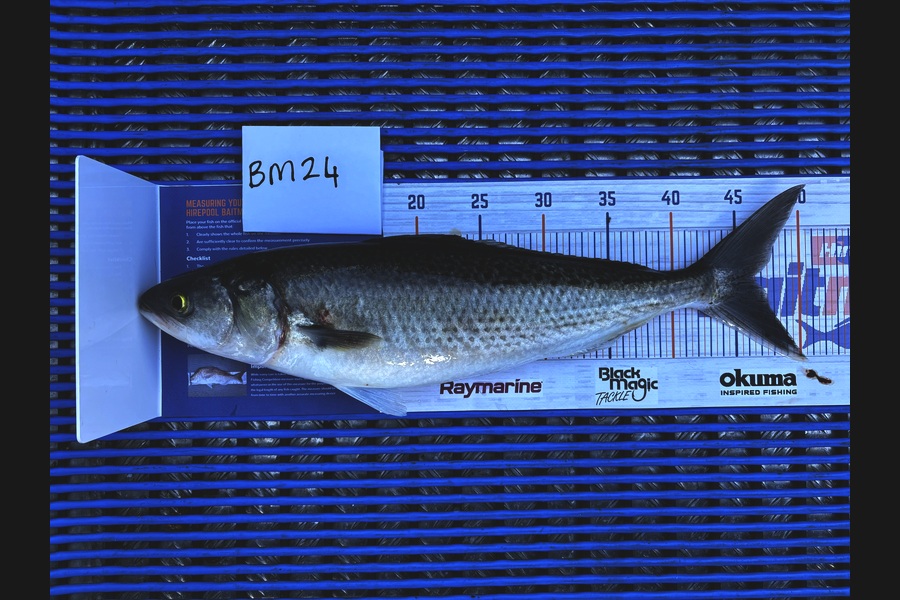 Hayden Owen caught this 46.5cm Kahawai at Taranaki during The Hirepool Baitmates Fishing Comp
