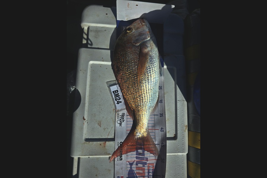 Frazer Hope caught this 46.0cm Snapper at Bay of Plenty during The Hirepool Baitmates Fishing Comp