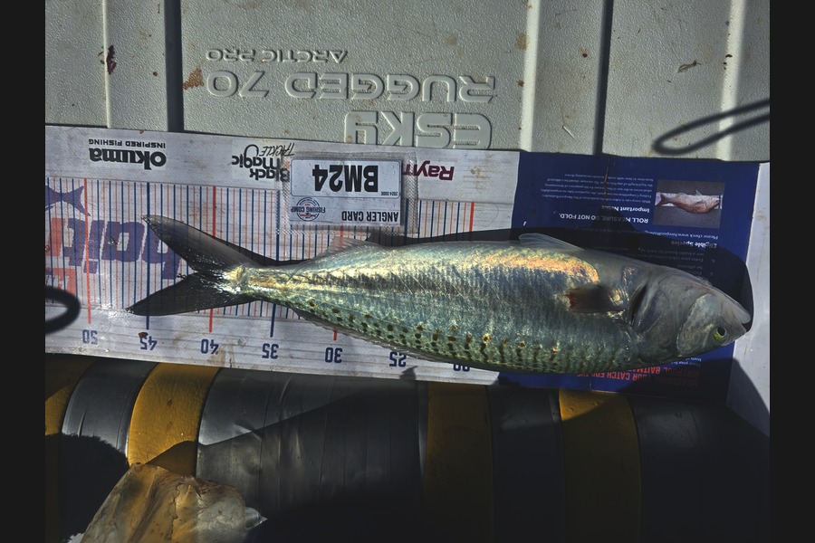 Frazer Hope caught this 41.0cm Kahawai at Bay of Plenty during The Hirepool Baitmates Fishing Comp