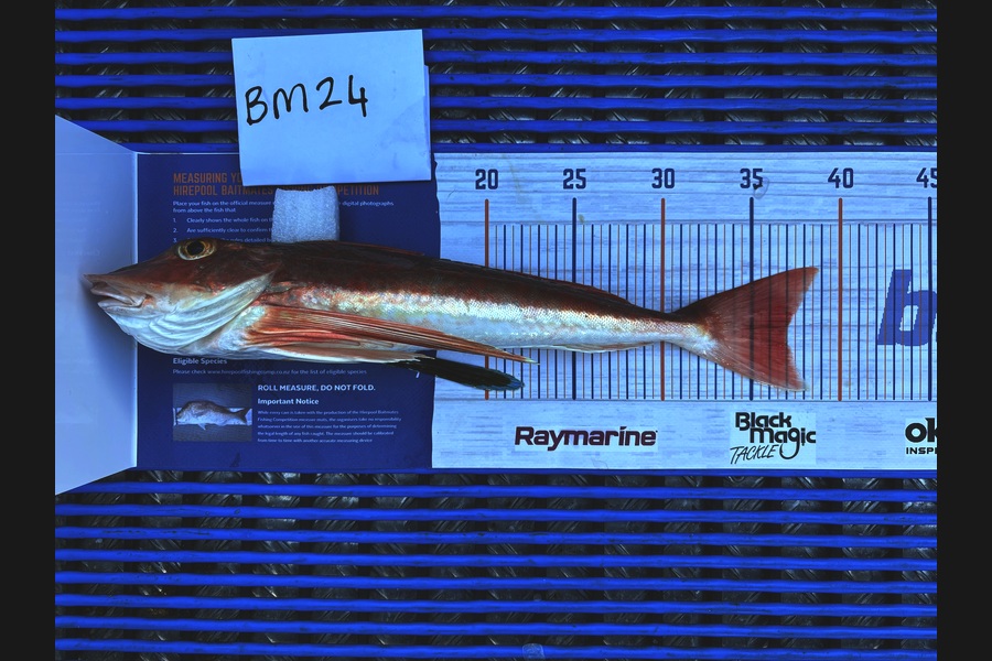 Hayden Owen caught this 37.0cm Gurnard at Taranaki during The Hirepool Baitmates Fishing Comp
