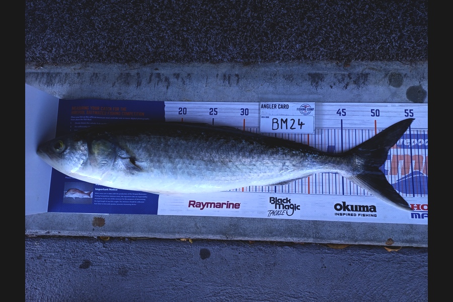 Sheila Jackson caught this 50.0cm Kahawai at Nelson/Marlborough during The Hirepool Baitmates Fishing Comp
