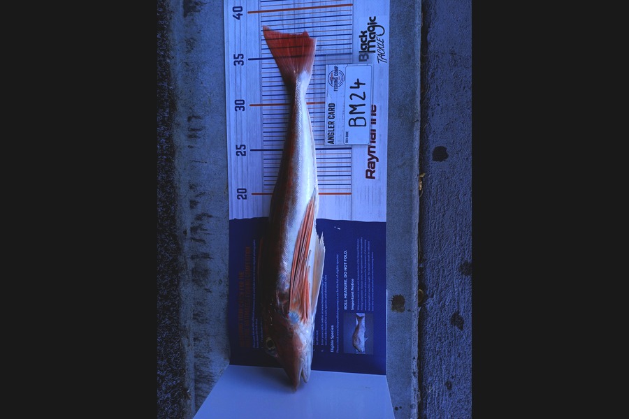 Sheila Jackson caught this 36.5cm Gurnard at Nelson/Marlborough during The Hirepool Baitmates Fishing Comp