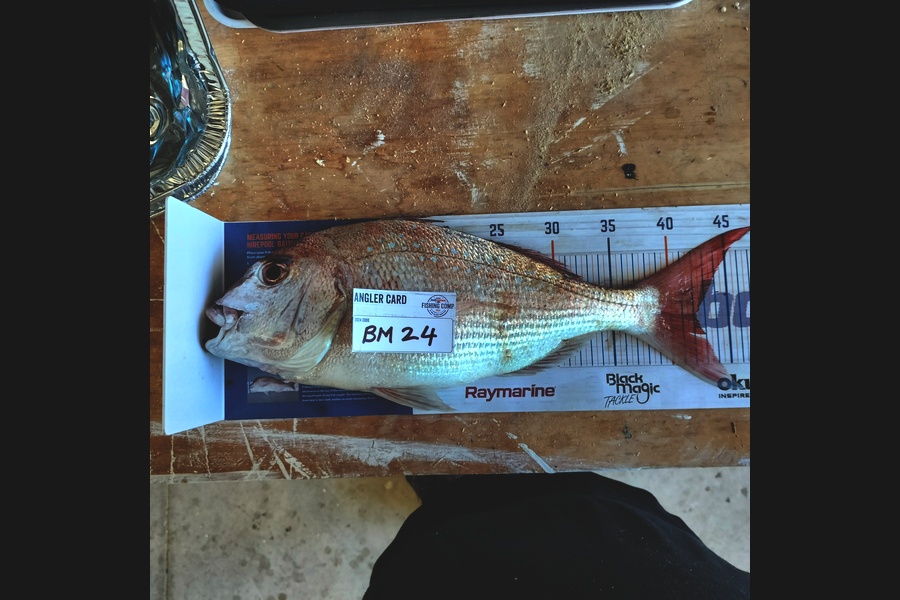 Aaron Moore caught this 42.0cm Snapper at Bay of Plenty during The Hirepool Baitmates Fishing Comp