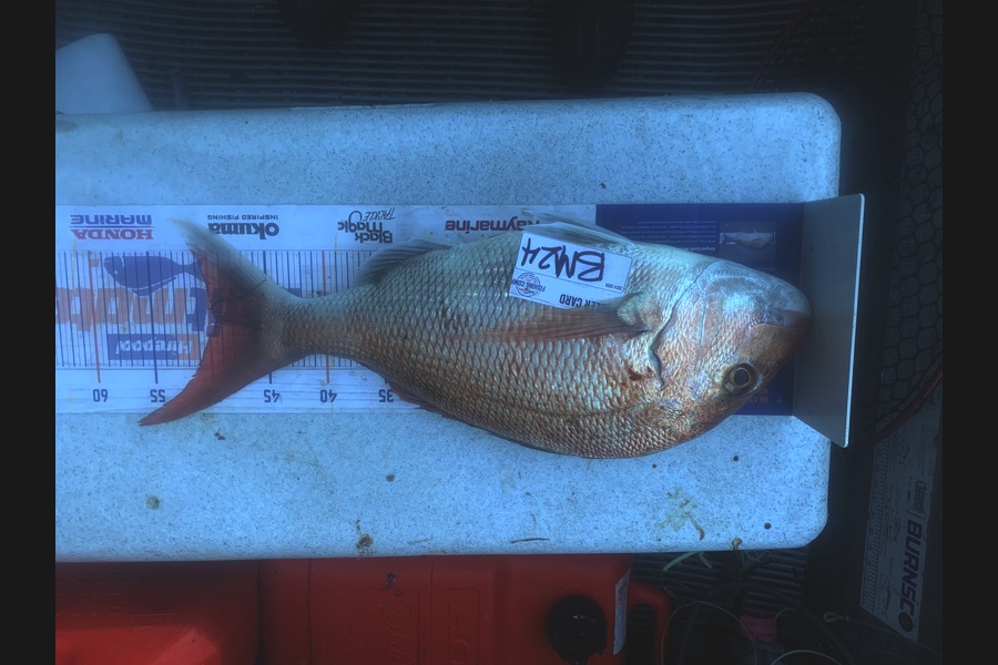 Josh Bolton caught this 49.5cm Snapper at Wellington during The Hirepool Baitmates Fishing Comp