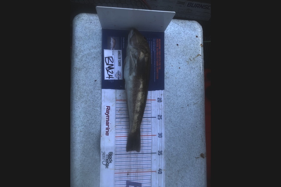 Josh Bolton caught this 34.0cm Blue Cod at Wellington during The Hirepool Baitmates Fishing Comp