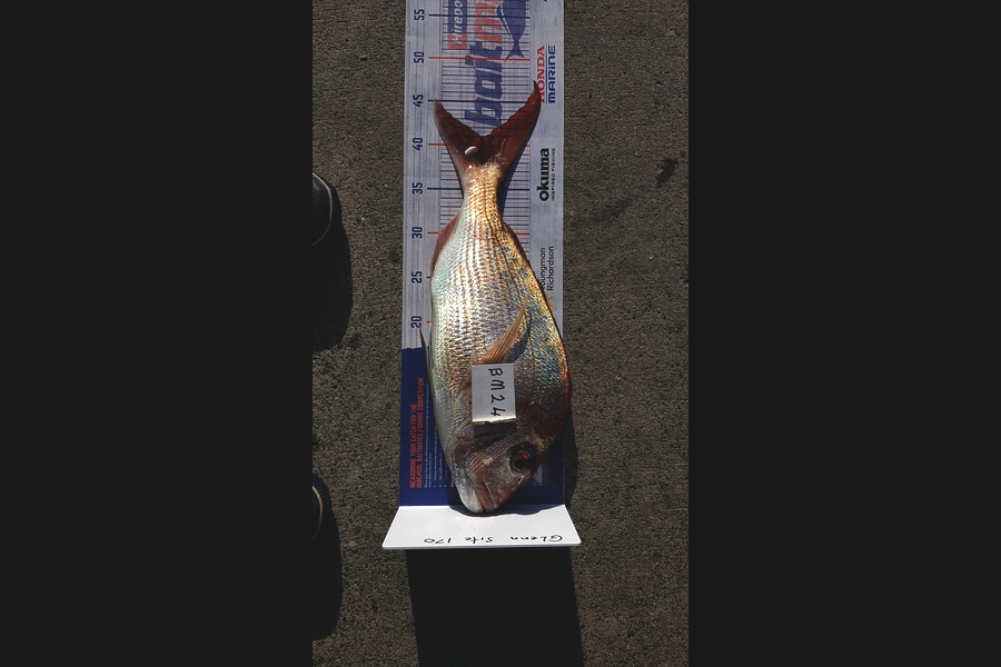 Glenn Lucas caught this 41.0cm Snapper at Auckland during The Hirepool Baitmates Fishing Comp