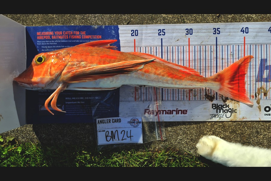 Kaydin Barton caught this 40.0cm Gurnard at Taranaki during The Hirepool Baitmates Fishing Comp
