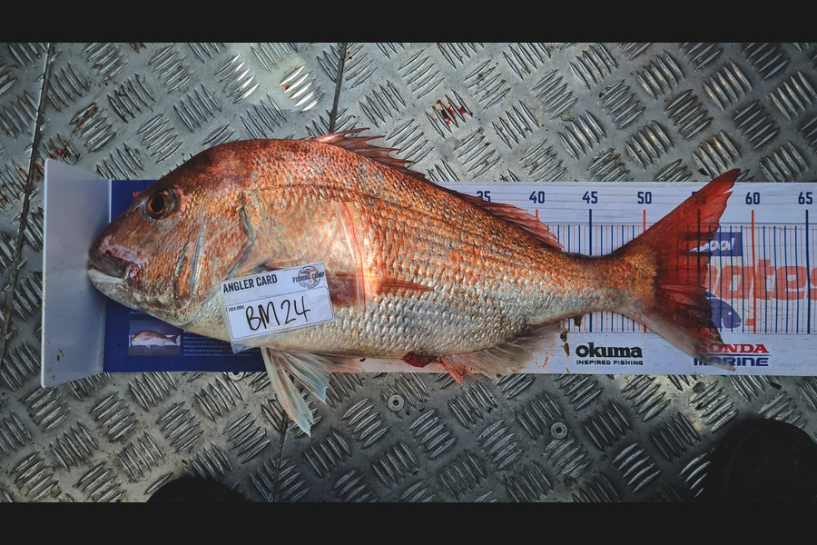 Nikki Farley caught this 55.5cm Snapper at Taranaki during The Hirepool Baitmates Fishing Comp
